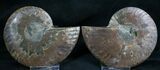 Cut and Polished Ammonite Pair #8010-1